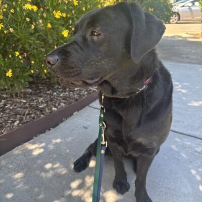 Vivid sits on a GDB campus pathway. Her head is turned to the side displaying her beautiful brindling on her cheek and chest. There are yellow flowers visible behind her.