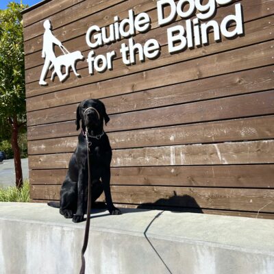 Manila sits on a concrete wall with a large wooden sign behind her that reads Guide Dogs for The Blind.