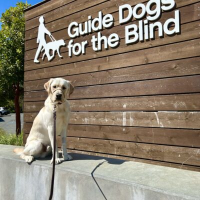 Doppler sits on a concrete wall with a wooden sign in the background that reads Guide Dogs For The Blind.