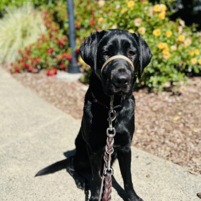 Junie poses on a pathway with green foliage and red flowers in the background.