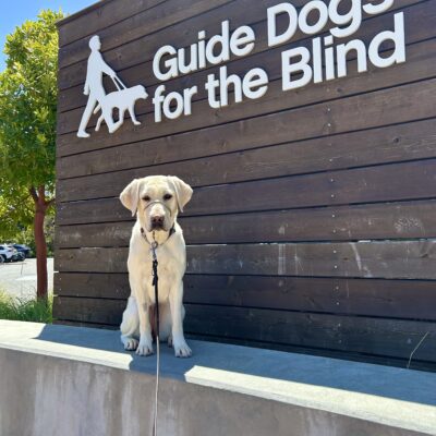 Jalana sits on a concrete wall with a wooden sign in the background that reads Guide Dogs For The Blind.