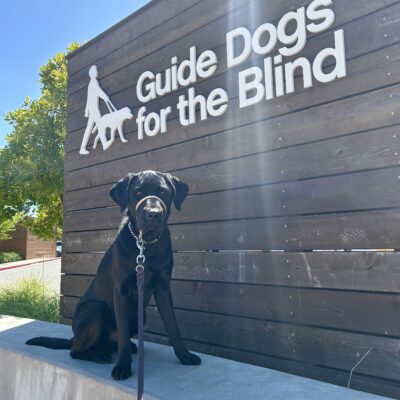 Coach sits on a concrete wall with a large wooden sign behind him that reads Guide Dogs For The Blind.
