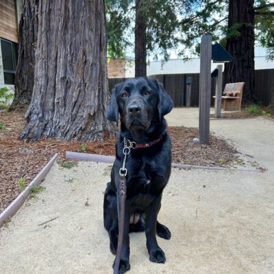 Jamaica sits on a dirt walking path looking stoically at the camera. Large redwood trees stand tall behind her.