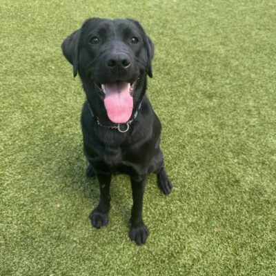 Female black lab Bengal sits on green grass in the free run yard, she is looking at the camera with a big smile and her tongue hanging out.