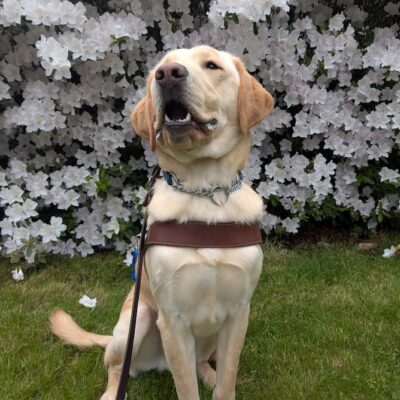 Danby sits in harness in front of a rhododendron bush with white flowers. He has a regal upright pose and is looking slightly off to the side of the camera.