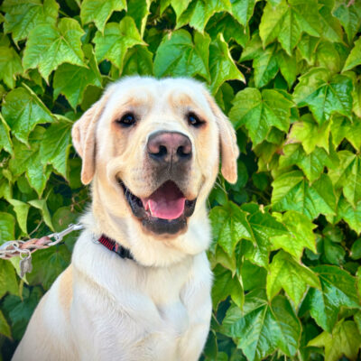 Portrait of Drax sitting in front of a green ivy wall with a goofy smile