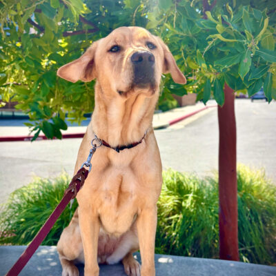 Hilary sits on a shady path in front of green trees and bushes, her ears flying in the breeze