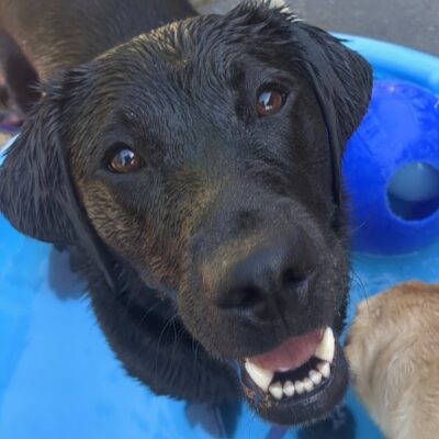 Janika stands in a blue kiddie pool and is looking up at the camera. Her face is a little damp from the Community Run pool party!