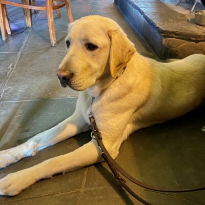 Yellow Lab Cowboy laying in profile on leash is an outdoor area.