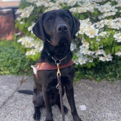 Black lab )Brady) sits in harness on a beautiful blue sky day in front of white flowers.