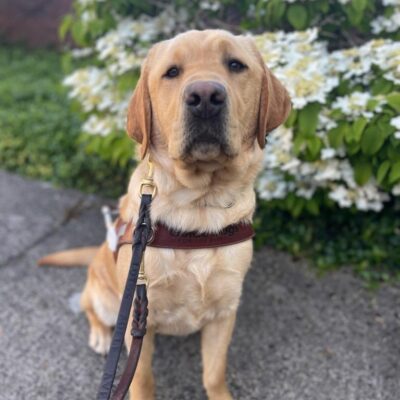 Yellow lab (Fornell) sits in harness on a beautiful sunny/blue sky day in front of beautiful white flowers that are out of focus in the background.