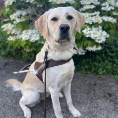 Yellow golden cross (Janalee) sits in harness on a beautiful blue sky day in front of white flowers that are out of focus in the background.