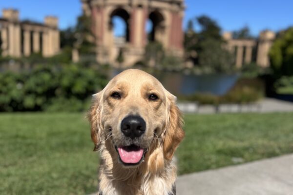 Falk is sitting in harness looking at the camera with his tongue out. Behind him is the Palace of Fine Arts in San Francisco, CA. It's a bright, sunny day with lush green shrubbery surrounding the dome of the Palace.