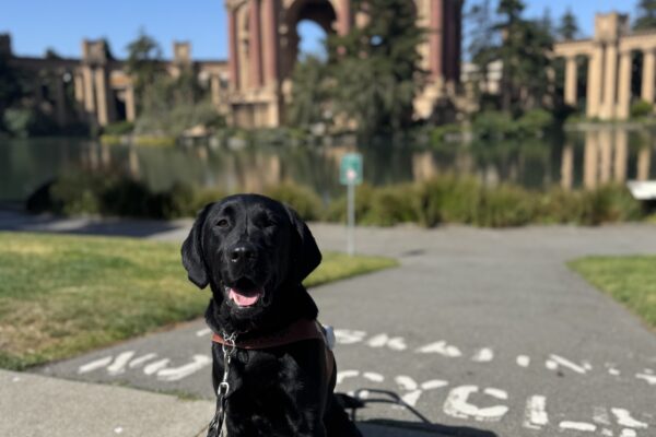Jamila is sitting in harness looking at the camera with her tongue out. Behind her is the Palace of Fine Arts in San Francisco, CA. It's a bright, sunny day with lush green shrubbery surrounding the dome of the Palace.