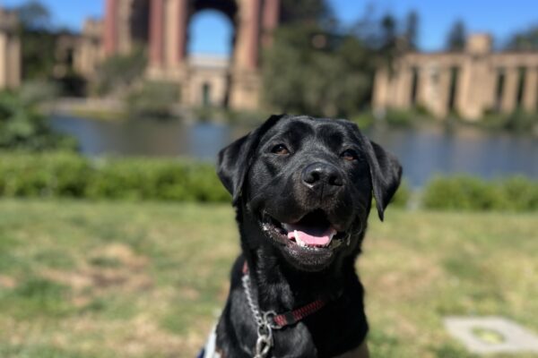 Kavya is sitting in harness looking at the camera with her tongue out. Behind her is the Palace of Fine Arts in San Francisco, CA. It's a bright, sunny day with lush green shrubbery surrounding the dome of the Palace.