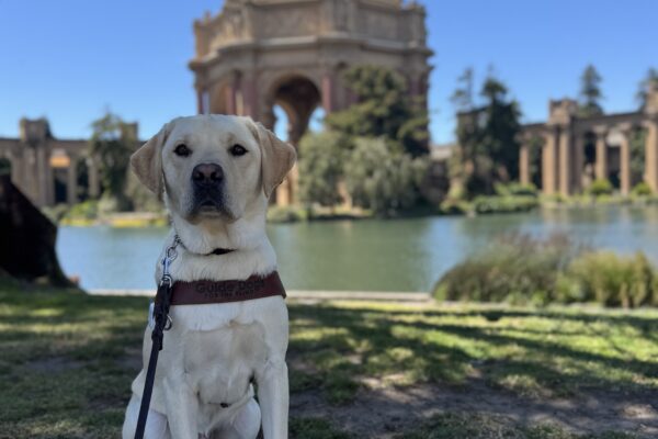 Photo is of yellow lab male Alaric sitting in harness in the shade in front of the Palace of Fine Arts