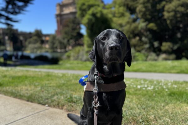 Photo is of black lab female Rubina sitting in harness in front of the Palace of Fine Arts
