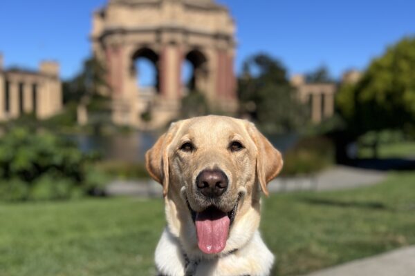 Maddox is sitting in harness looking at the camera with his tongue out. Behind him is the Palace of Fine Arts in San Francisco, CA. It's a bright, sunny day with lush green shrubbery surrounding the dome of the Palace.