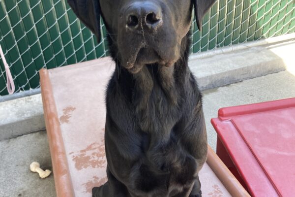 Kilby is sitting on a brown play structure in community run. He is looking up at the camera with his ears perked forward.