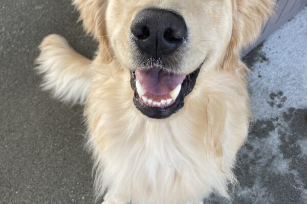 Merrick is sitting in the community run yard looking up at the camera. His mouth is open in a smile.
