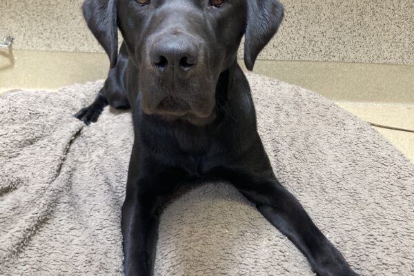 Odelia is relaxing on a beige dog bed. She is looking at the camera with her ears perked forward.