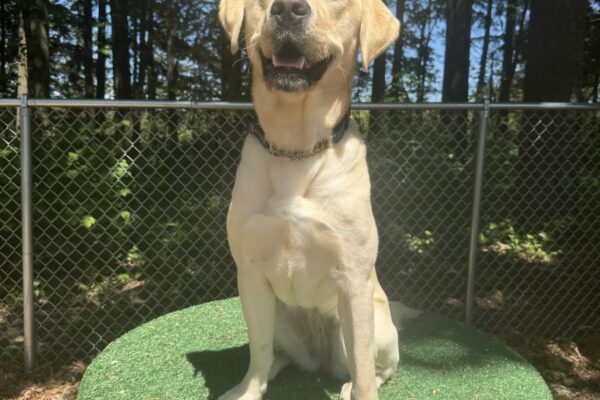 Female yellow lab "Zora" is sitting on a large spool in a sensory garden. She has a big smile on her face as she looks toward the camera.