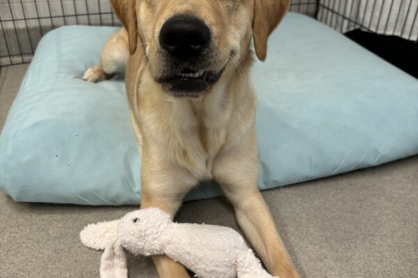 Yellow Lab Golden Cross Whiskey is lying in an ex-pen, her back half on a bright blue bed and her front half spilling onto the brown floor. She has a white stuffed toy bunny in front of her and a goofy, half-grin on her face.