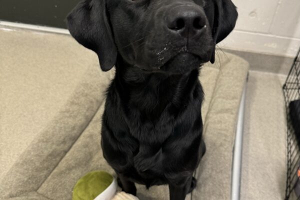 Black Lab Lupine is sitting on a soft brown bed with a stuffed toy mushroom at her feet. She is looking off to the side of the camera, her muzzle slightly dirty from the treats she just ate.