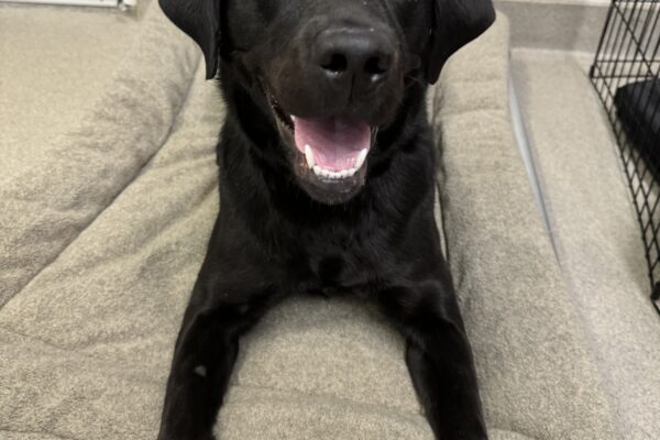Female black lab "Joeliz" is laying on a soft bed. She has a sweet smile on her face as she looks towards the camera.