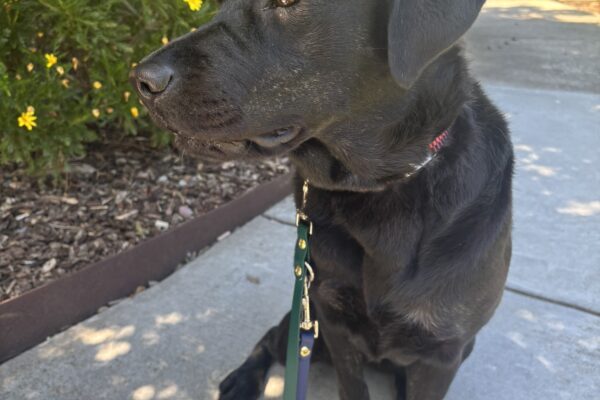 Vivid sits on a GDB campus pathway. Her head is turned to the side displaying her beautiful brindling on her cheek and chest. There are yellow flowers visible behind her.