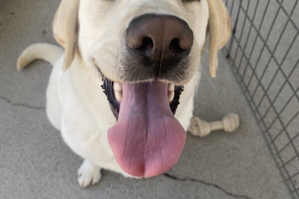 Huck sits facing the camera. His eyes are squinted shut. His mouth is open in a smile with his tongue hanging out.