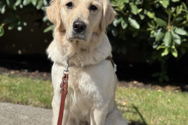 Nuala, a cream colored golden retriever/labrador, sits in harness looking at the camera on a sunny