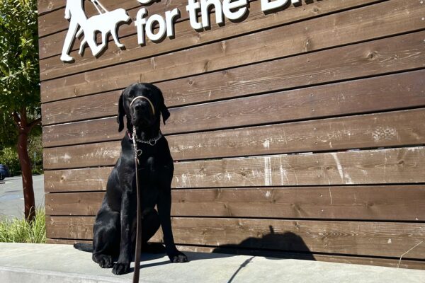 Manila sits on a concrete wall with a large wooden sign behind her that reads Guide Dogs for The Blind.