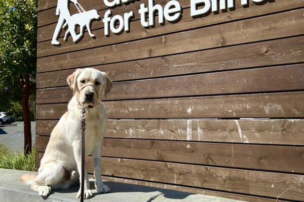 Doppler sits on a concrete wall with a wooden sign in the background that reads Guide Dogs For The Blind.