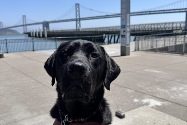 Lonny, a male black Labrador Retriever, is sitting in harness. Behind him the Bay Bridge located in San Francisco is visible.