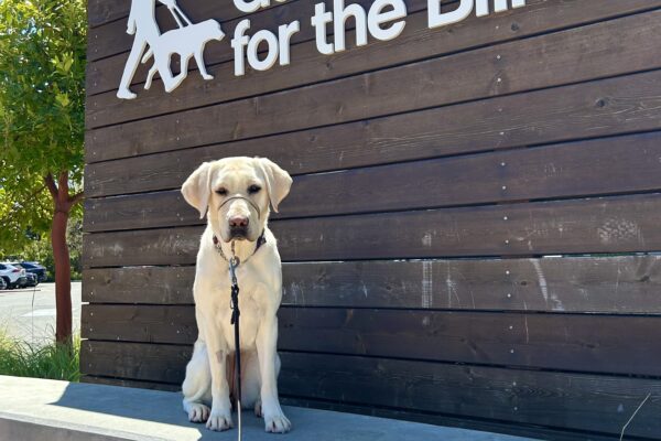 Jalana sits on a concrete wall with a wooden sign in the background that reads Guide Dogs For The Blind.