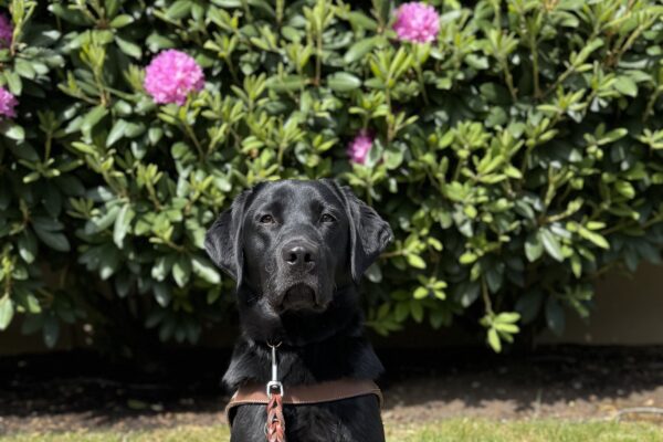 Goose, a black Labrador, sits in harness looking at the camera. He is sitting in front of a bush blooming with purple flowers.
