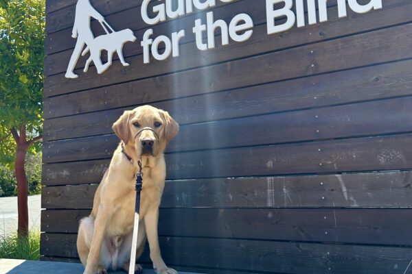 Seeker sits on a concrete wall with a large wooden sign in the background that reads Guide Dogs For The Blind.