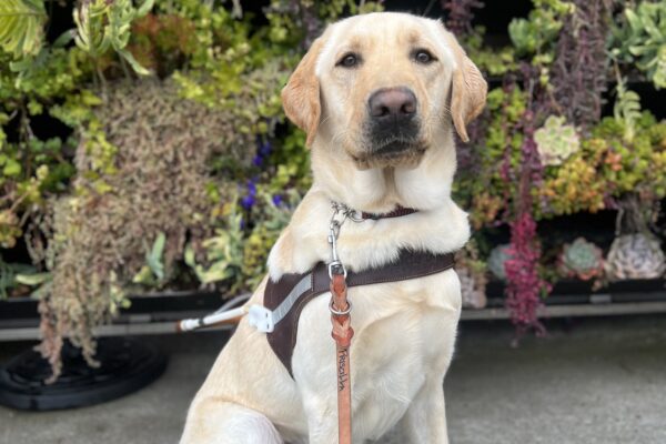 Hank sits in front of a succulent wall while wearing his harness.