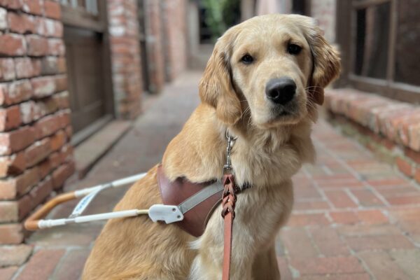 Morgan sits wearing her harness in the middle of a rustic brick alleyway.