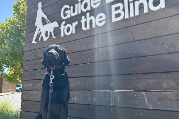 James sits on a concrete wall with a large wooden sign behind him that reads Guide Dogs For The Blind.