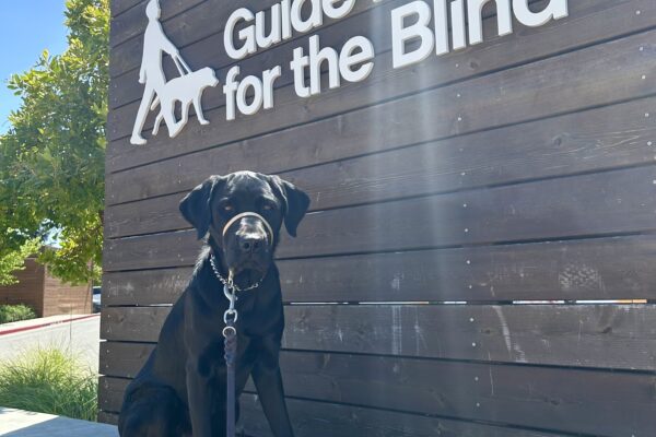 Coach sits on a concrete wall with a large wooden sign behind him that reads Guide Dogs For The Blind.