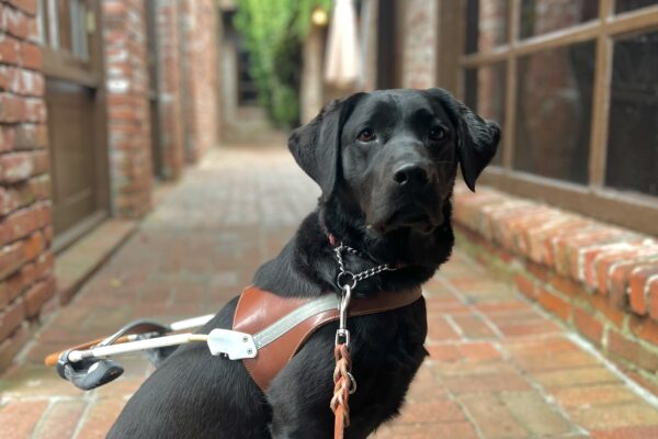 Kahlo sits wearing her harness in the middle of a rustic brick alleyway.
