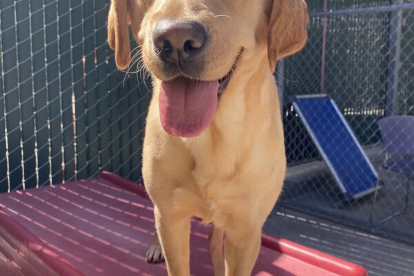 Jacinda is standing on top of a red play structure facing the camera. Her ears are perked, her mouth is open and her tongue is out. The sun is shining on her face.