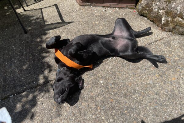 Milagro, a black Labrador retriever is laying on his back with all four paw in the air. He head is stretched out so he can get as much sun on his belly as possible. while sunbathing on the back patio while in foster care. He is wearing a orange bandana around his neck.
