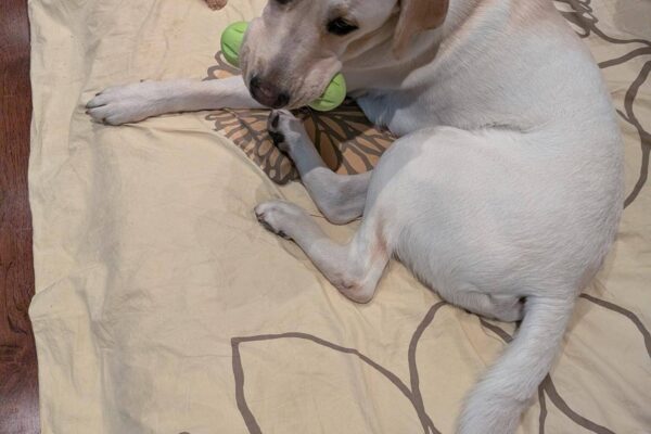 Crew lies on a dog bed covered in tan sheet with a floral print on it. He is looking over his shoulder at the camera with a green rubber dog toy in his mouth.