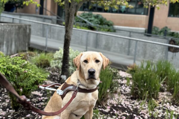 Kragen, a yellow Labrador retriever, sits on a bench in harness. He is looking at the camera. There is a blooming tree behind him.