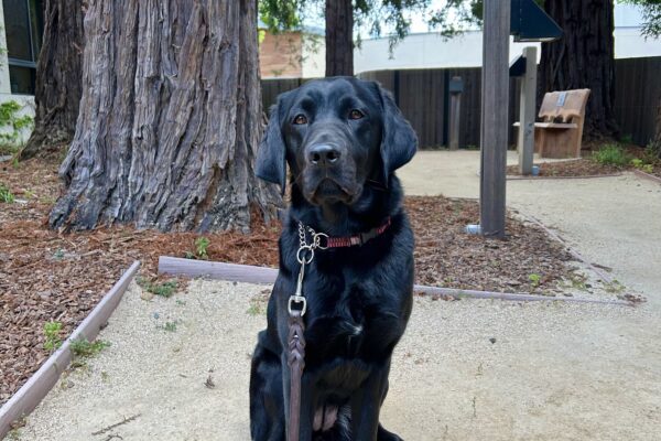 Jamaica sits on a dirt walking path looking stoically at the camera. Large redwood trees stand tall behind her.