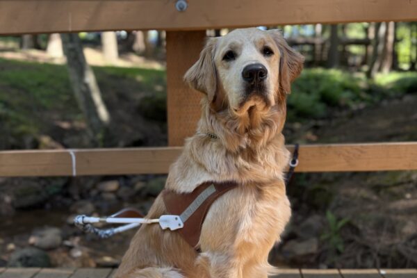 Warrick sits on a bridge looking at the camera. He is wearing his guide dog harness.