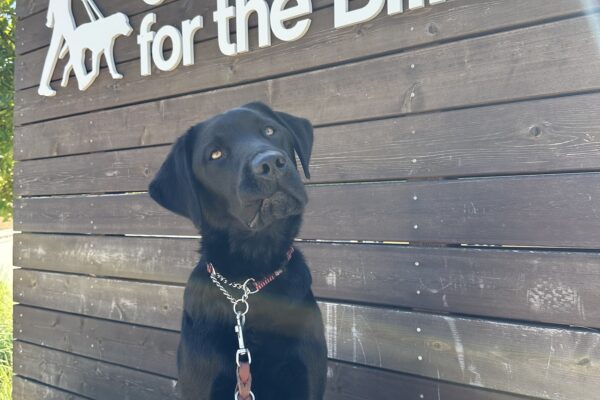 Macallan sits on a low concrete wall in front of a wooden wall bearing the GDB logo above his head.  His head is cocked a little to the side with a curious expression on his face.